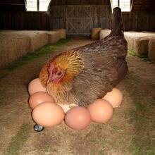 Farm Animal Coop - Beige - View 11