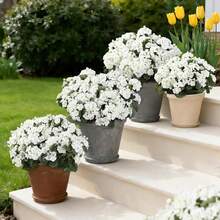 1PC Artificial Flowers Haitang Flower Wedding Bridal Bouquet Flower Wreath Home Room Dining Table Decoration Garden Autumn Decoration - White - View 7