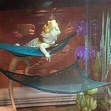 Juego de accesorios para terrarios de reptiles para lagartos, geckos, dragones barbudos y serpientes de tamaño, mediano y pequeño, que incluye hamacas, escaleras para trepar, plataformas de descanso y elementos decorativos. - Albaricoque - Ver 4