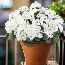 1PC Artificial Flowers Haitang Flower Wedding Bridal Bouquet Flower Wreath Home Room Dining Table Decoration Garden Autumn Decoration - White - View 9