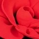 Rot