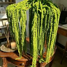 Yellow-green Hanging Rice