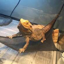 Juego de accesorios para terrarios de reptiles para lagartos, geckos, dragones barbudos y serpientes de tamaño, mediano y pequeño, que incluye hamacas, escaleras para trepar, plataformas de descanso y elementos decorativos. - Albaricoque - Ver 5
