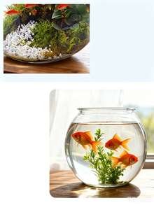 Transparent Plastic Fish Bowl Aquarium, Mini Betta Fish Habitat, Desktop Water Landscape Ecosystem Tank, Home Living Room Desktop Decor, Aquatic Plant Landscape Container - Multicolor - View 3