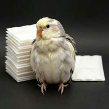 150片鳥類尿布，鸚鵡排泄墊，鳥類訓練墊，適用於寵物鳥 - 一次性鳥類尿布內襯 - 多色 - 查看 5