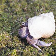 Jinymral 35oz Hermit Crabs Substrate, Ideal For Hermit Crab Supplies For Tank Habitat - White - View 2