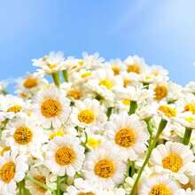 1/4/6/10pcs 10.63 Inch Artificial Daisy Bouquet, Fresh And Soothing, Suitable For Handheld Flower Basket, Mother's Day, Wedding Season, Back To School Season, Picnic Photo Backdrop And Teen Bedroom Desktop Decoration - Multicolor - View 8