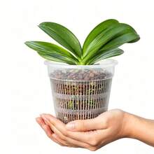 5 piezas Macetas transparentes para orquídeas, macetas de plástico transparente con agujeros de drenaje, macetas de crecimiento transpirables para plantas de Phalaenopsis de interior - 5 unidades - Ver 12