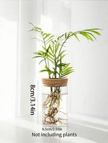 附木蓋水培花瓶－透明室內水培花園，香草與空氣淨化植物盆栽－現代鄉村風花瓶 - 常規款 - 查看 7