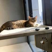 Cat Hammock Bedside Cat Bed Hanging Cat Bed Hanging Bed Windowsill Hammock Cat Frame Window Pet Cat Sunbathing - Cat's Paw Hammock - View 5