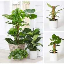 30cm 40cm 50cm Vine Clips Coconut Fiber Totem Pole Plant Climbing Support, For Climbing Plants And Vining Plants - A - View 3