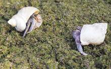 Jinymral 35oz Hermit Crabs Substrate, Ideal For Hermit Crab Supplies For Tank Habitat - White - View 4