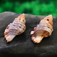 Christmas Conch Shell, Furry Fava Bean Snail, White Coral Ornament Of Hairy Conch, Fish Tank Landscape, Listening To The Sound Of The Sea, Large Starfish Specimen Home Decoration Home Aquarium Decor, Desktop Home Decor, Mediterranean Decor - 1PC - View 1
