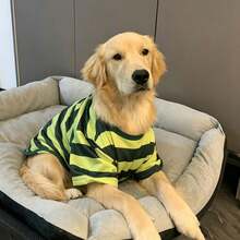1件大狗春/夏薄款綠色條紋寵物衣服，適合拉布拉多、黃金獵犬、阿拉斯加哈士奇 - 綠色 - 查看 3
