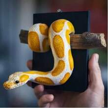 2D Flat Printed 1pc Ball Python Wall Decor, Wooden Material, Symbolizing Strength And Prosperity, Gothic Snake Design, Realistic Wooden Sculpture, Home Decor Hanging Ornament, Handmade Gift For Reptile Lovers, Lifelike Texture Decorative Hanging Ornament - Multicolor - View 4