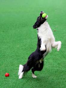 Solid Dog Toy Ball - Durable Rubber Chewing And Training Ball, Elastic, Bite-Resistant, For Teeth Cleaning, Perfect For Play And Exercise, Suitable For Aggressive Chewers Dog Toy - Multicolor - View 4