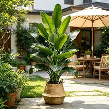 Extra Large Artificial Banana Tree, Indoor And Outdoor Use, Realistic Green Leaves Suitable For Home, Office, Garden And Other Scenes, Also Used For Easter, St. Patrick's Day, Independence Day, Father's Day, Mother's Day, Wedding And Other Holiday Decorations, Natural Beautiful And Practical, Easily Add Vitality And Atmosphere To The Space. Home Decor, Room, Bedroom Decor, Living Room Decor, Wedding Decor Greenery - Multicolor - View 3