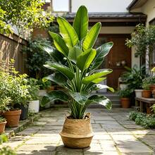 Extra Large Artificial Banana Tree, Indoor And Outdoor Use, Realistic Green Leaves Suitable For Home, Office, Garden And Other Scenes, Also Used For Easter, St. Patrick's Day, Independence Day, Father's Day, Mother's Day, Wedding And Other Holiday Decorations, Natural Beautiful And Practical, Easily Add Vitality And Atmosphere To The Space. Home Decor, Room, Bedroom Decor, Living Room Decor, Wedding Decor Greenery - Multicolor - View 6