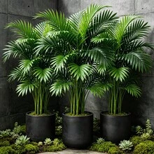 特大號鮮豔人造檳榔椰子樹綠植，擁有豐滿優雅的葉片，再現經典熱帶棕櫚風格，高端人造綠植易於擺放，適用於居家、陽台庭院、飯店泳池、辦公室花園、婚禮派對，適用於勞動節、母親節、護士節、棕櫚樹節假日氛圍裝飾 - 彩色 - 查看 6