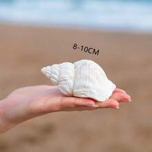 Natural Shells, Peanut Shells, Creative Accessories, Festival , Creative Photography Props, Decorative Items, Home Decor, Ocean Style Home Decor, Home Life Decor, Aquarium Decor, Desktop Home Decor, Mediterranean Style Decor - 1PC - View 2