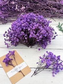 rosa viola