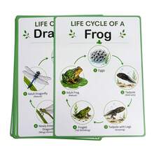 Montessori Life Cycle Learning Poster Educational Toy, Insect Ladybug Bee Butterfly Frog Mantis Snail Spider Dragonfly Life Cycle Toy, Preschool Learning Activity Cards - Multicolor - View 9
