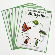 Montessori Life Cycle Learning Poster Educational Toy, Insect Ladybug Bee Butterfly Frog Mantis Snail Spider Dragonfly Life Cycle Toy, Preschool Learning Activity Cards - Multicolor - View 10
