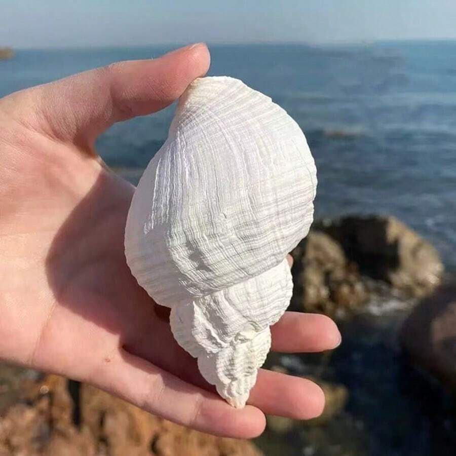 Natural Shells, Peanut Shells, Creative Accessories, Festival , Creative Photography Props, Decorative Items, Home Decor, Ocean Style Home Decor, Home Life Decor, Aquarium Decor, Desktop Home Decor, Mediterranean Style Decor - 1PC - View 1