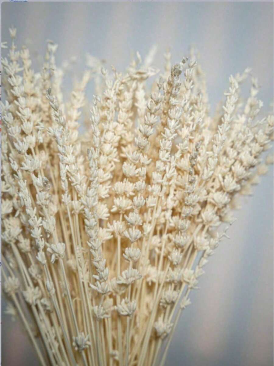 100/200件人造薰衣草花束:鄉村風家居裝飾 - 白薰衣草 - 查看 1