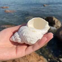 Natural Shells, Peanut Shells, Creative Accessories, Festival , Creative Photography Props, Decorative Items, Home Decor, Ocean Style Home Decor, Home Life Decor, Aquarium Decor, Desktop Home Decor, Mediterranean Style Decor - 1PC - View 9