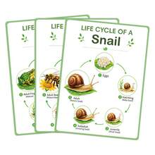 Montessori Life Cycle Learning Poster Educational Toy, Insect Ladybug Bee Butterfly Frog Mantis Snail Spider Dragonfly Life Cycle Toy, Preschool Learning Activity Cards - Multicolor - View 11