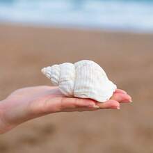 Natural Shells, Peanut Shells, Creative Accessories, Festival , Creative Photography Props, Decorative Items, Home Decor, Ocean Style Home Decor, Home Life Decor, Aquarium Decor, Desktop Home Decor, Mediterranean Style Decor - 1PC - View 4