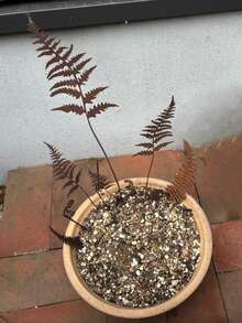 10pcs Rustic Metal Fern Leaves, Iron Art Leaves, Decorative Garden Stakes, Versatile Use For Planters, Yards, Lawns, Outdoor Spaces - Rust Brown - View 10