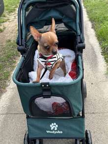 Wedyvko Poussette pour animaux pliable et amovible avec auvent convertible à 180°, sac de transport pour chiens et chats avec poche de rangement, cadre en acier carbone rapide à plier pour petits chiots chatons promenades extérieures trajets en voiture - Vert sapin - Voir 5