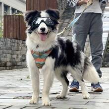 迷你小型寵物狗貓太陽眼鏡配件，適用於緬因貓、小型犬、雪拿莎等 - 彩色 - 查看 11