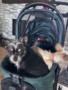 Wedyvko Poussette pour animaux pliable et amovible avec auvent convertible à 180°, sac de transport pour chiens et chats avec poche de rangement, cadre en acier carbone rapide à plier pour petits chiots chatons promenades extérieures trajets en voiture - Vert sapin - Voir 2