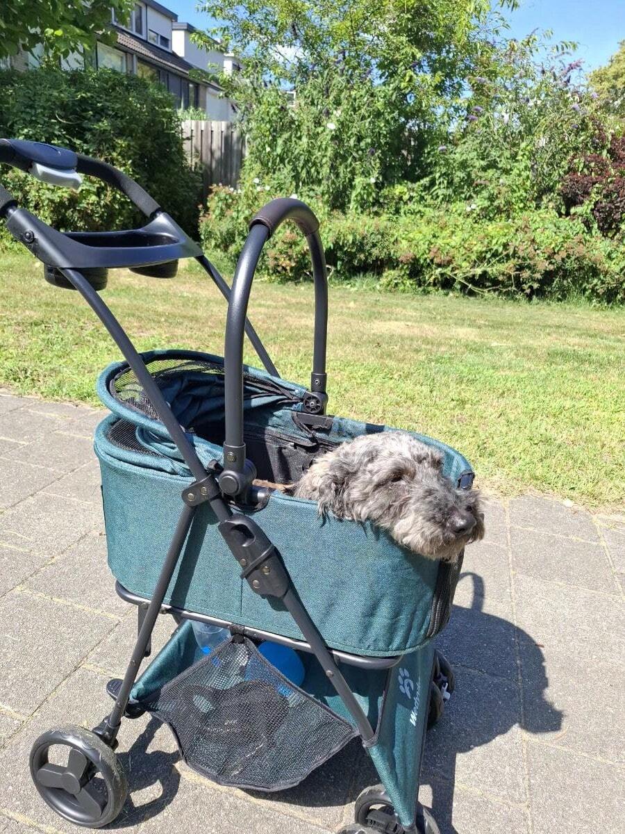 Wedyvko Poussette pour animaux pliable et amovible avec auvent convertible à 180°, sac de transport pour chiens et chats avec poche de rangement, cadre en acier carbone rapide à plier pour petits chiots chatons promenades extérieures trajets en voiture - Vert sapin - Voir 1