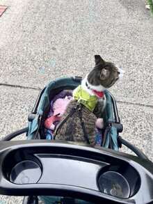 Wedyvko Poussette pour animaux pliable et amovible avec auvent convertible à 180°, sac de transport pour chiens et chats avec poche de rangement, cadre en acier carbone rapide à plier pour petits chiots chatons promenades extérieures trajets en voiture - Vert sapin - Voir 4