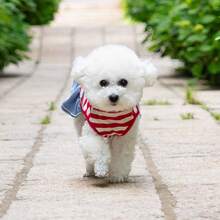 1pc Pet Dress, Breathable Striped Dog Princess Dress For Summer And Autumn, Lace Pocket Double Layer Hem, Pet Clothes For Teddy, Yorkshire Terrier And Small Dogs - Multicolor - View 11