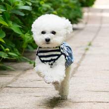 1pc Pet Dress, Breathable Striped Dog Princess Dress For Summer And Autumn, Lace Pocket Double Layer Hem, Pet Clothes For Teddy, Yorkshire Terrier And Small Dogs - Multicolor - View 22
