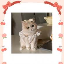 2pcs New Polka Dot Cute Princess Style Dress, Thin Breathable Sun Protection Outfit For Small Puppies And Kittens, Suitable For Golden Shaded Ragdoll And Devon Rex Cats - White - View 11