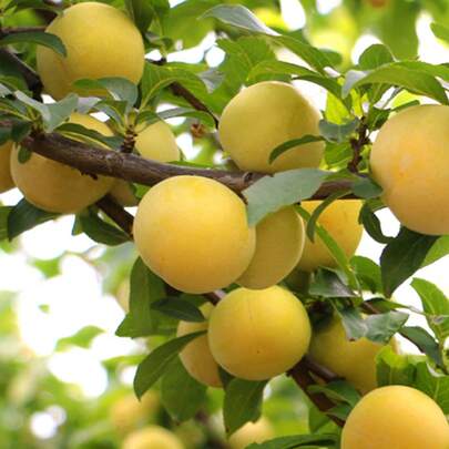 100pcs Honey Plum Seedlings Stone Sugar Plum Seedlings High Sugar Plum Seedlings Orchard Fruit Tree Seeds