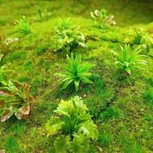 50 piezas de árboles y plantas artificiales en miniatura simulados - arbustos verdes realistas, para la construcción de paisajes en maquetas de trenes, escenarios y decoración del paisaje - ideal para proyectos DIY y aficionados - Multicolor - Ver 5