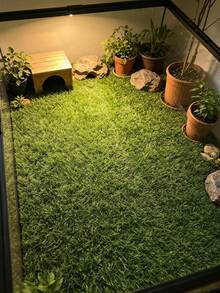 Artificial Grass Turf For Balcony, Patio, Yard, Wall Decor, Party Venue And Indoor Decoration - Artificial Turf - View 11