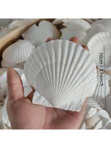 5pcs Natural Large Seashells, Sizes 4-5 Inches (10-12 Cm) And 2-3 Inches (5-8 Cm), Suitable For Crafts, DIY Painting, Baking And Beach Wedding Decor - Bulk Large White Shells, Great For Ocean Themed Parties And Home Decor. - 5pcs - View 6