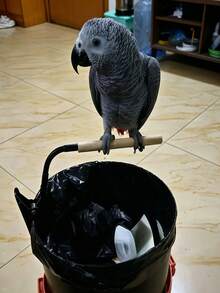 Multi-Function Clip-On Bird Perch, Flexible And Bendable, With Clip Base, Parrot Training Stand, Heavy-Duty Clip Base, Comfortable Cotton Rope Wrapped Perch, Suitable For Small Pet Birds, Portable Travel Training Platform, Applicable To Desktop, Bird Cage, Windowsill - Multicolor - View 5