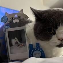Cute Cartoon Pet Acrylic Photo Card Display Stand, Suitable For Teenage Girls Idol Card Collection Desktop Room Decoration - A - View 3