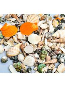 1盒約100件海洋貝殼與海螺－適用於DIY珠寶製作、魚缸浴室家居裝飾、派對蠟燭婚禮裝飾、手工藝品 - 多色 - 查看 9
