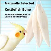 Desalinated Cuttlebone Chewing Toy And Beak Grinding Snack, Natural Calcium Supplement For Birds, Parrots, Reptiles, Turtles, Durable Cage Accessory, Daily Treat For Small Pets - 8-10 - View 3