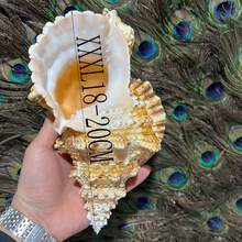 Large Conch Shell, Gold Conch, Large Frog Conch, Stone Number Conch, White Coral, Starfish Decor (Can Be Blown) Fish Tank Landscape Home Decor Ornament, Aquarium Decoration, Living Room Decor Ornament - Multicolor - View 3